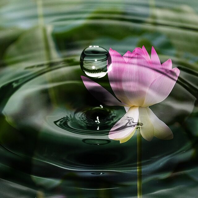flor de loto AEPY flor de loto AEPY